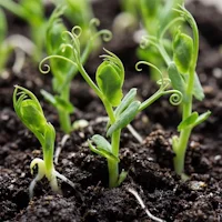AnaGain™ Nu (Organic Pea Shoot Extract)