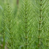 Bamboo Shoot Extract